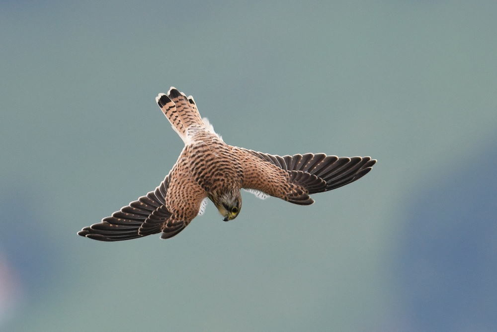 Faucons crécerelles Photos Oiseaux ch